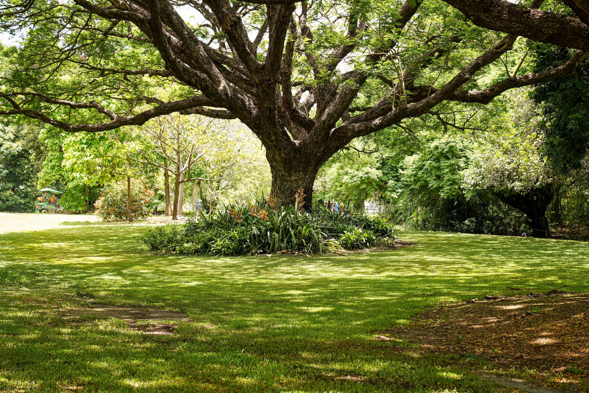 Auckland urban forest canopy