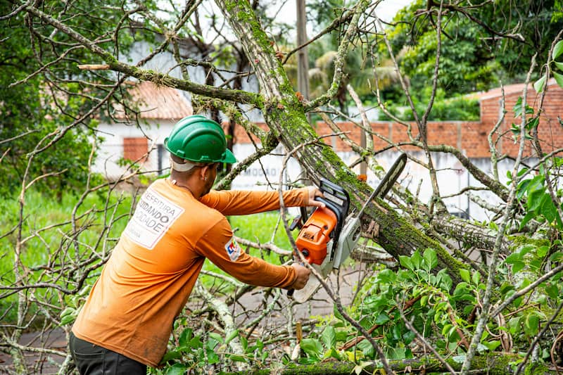Arborist at work in Auckland