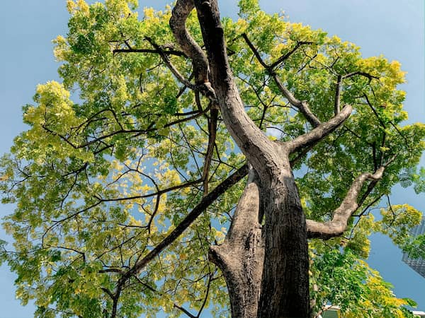Timber milling from removed urban trees